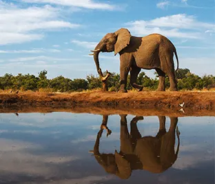 African Bush Elephant